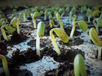 Plant Systems